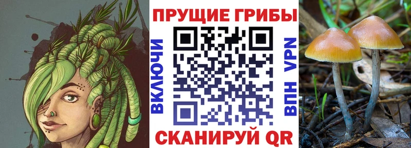 Купить закладки  Ленинградская  Галлюциногенные грибы мицелий 